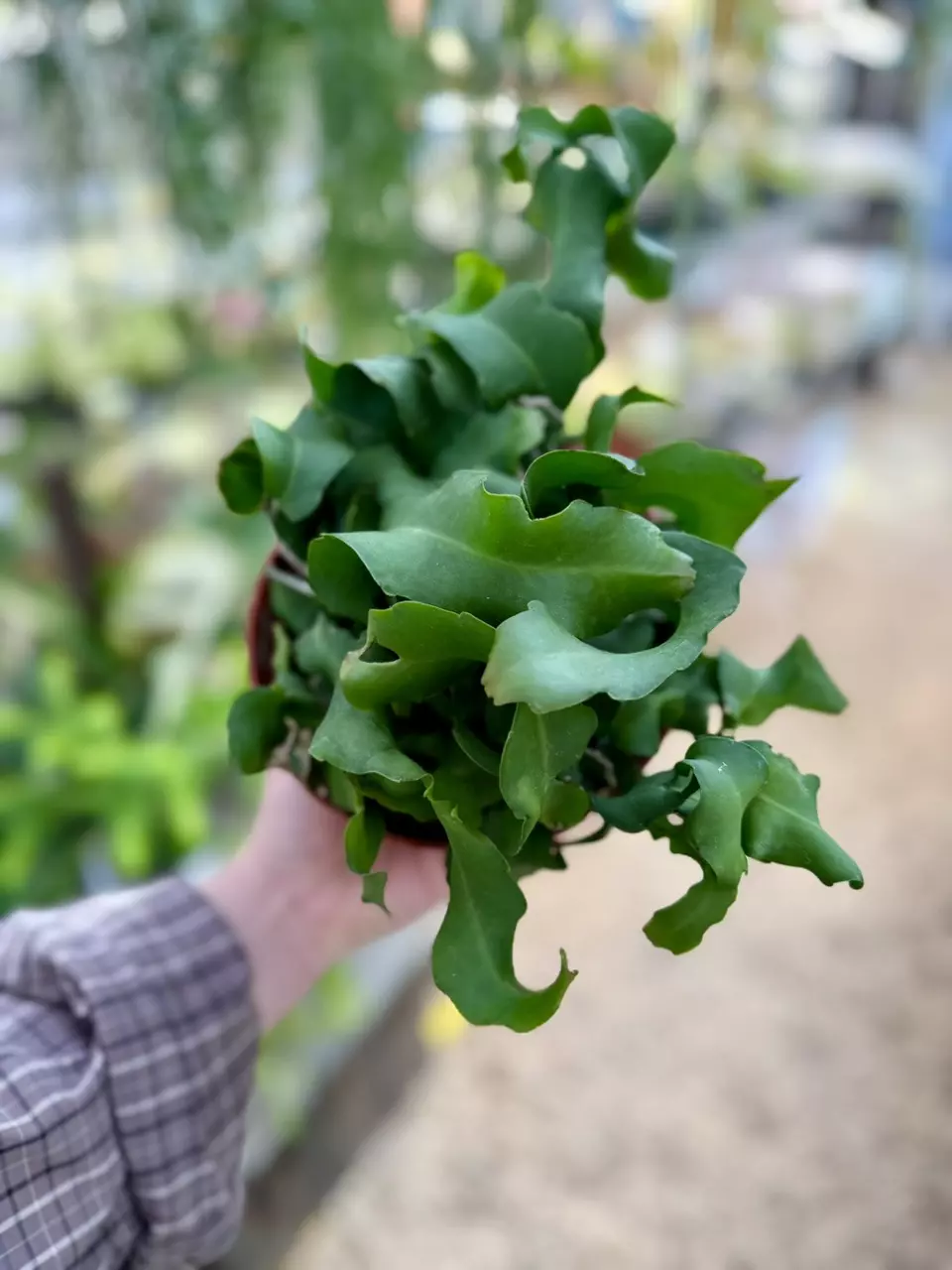 plant/6” Curly Sue Cactus (lovers choice)-0