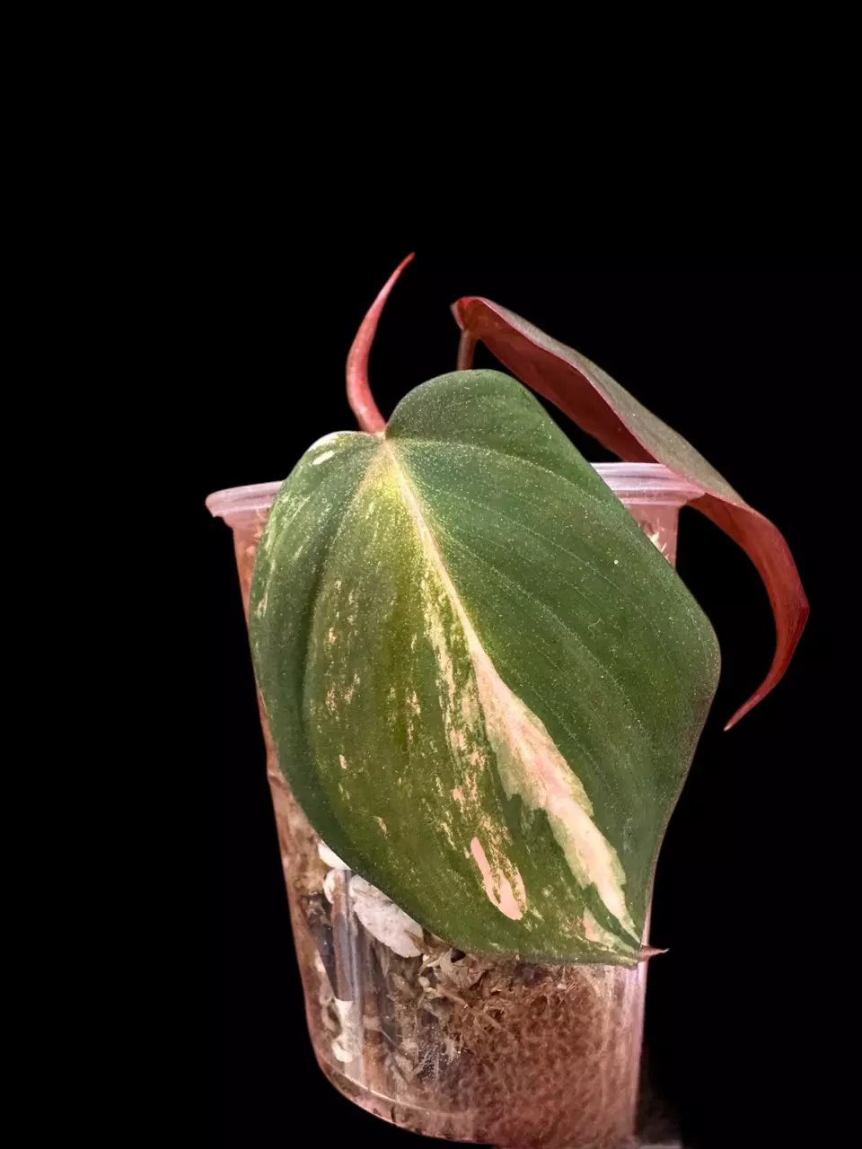 plant/Micans variegated-rooted top cut #0016-0