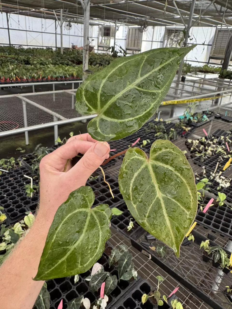 plant/Seed grown anthurium carla blackiae x legend starter plant growers choice-1