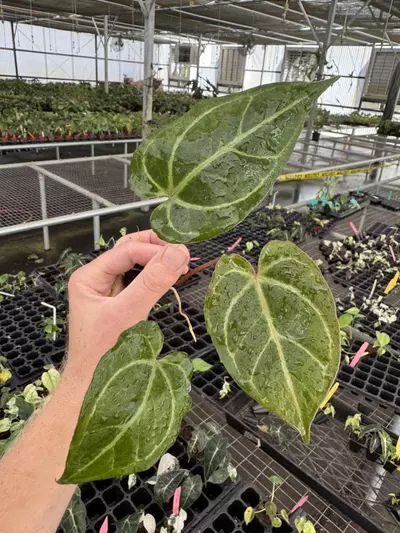 plant/Seed grown anthurium carla blackiae x legend starter plant growers choice-1-thumbnail