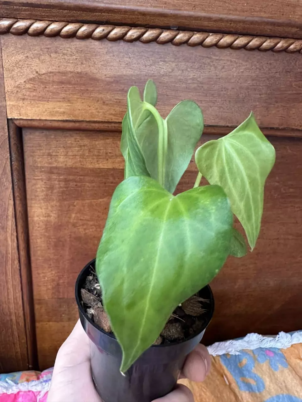 plant/Anthurium Delta Force-1