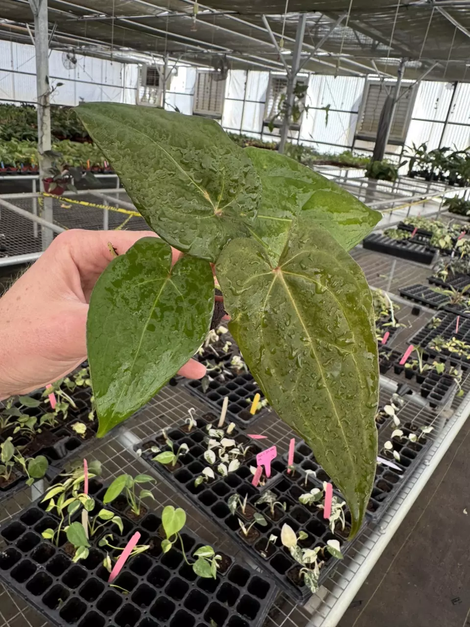 plant/Seed grown anthurium dorayaki mbr x papillilaminum starter plant growers choice-1