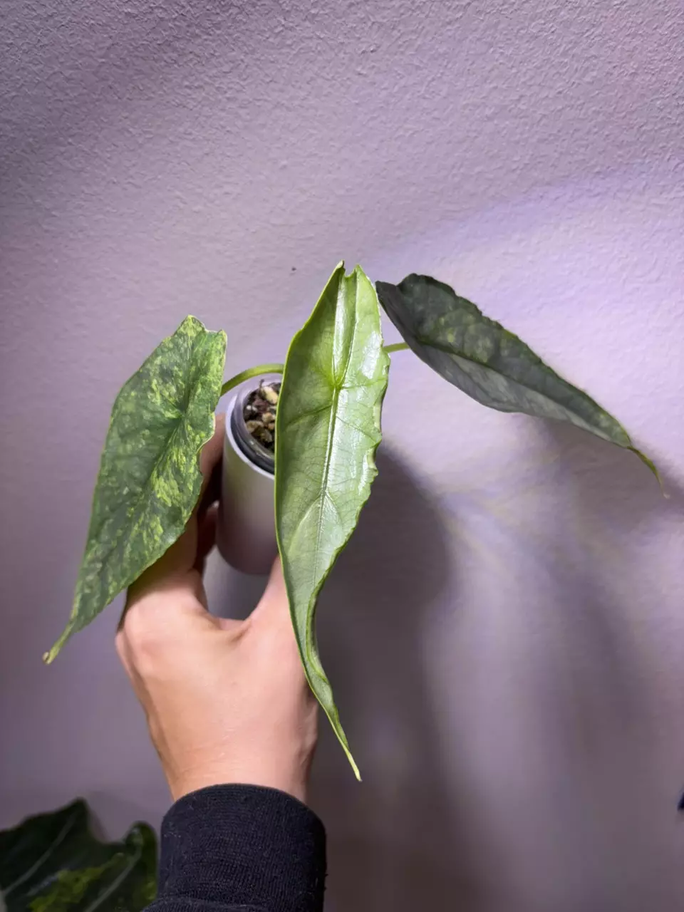 plant/✨Alocasia Dragons Breath Aurea✨-0