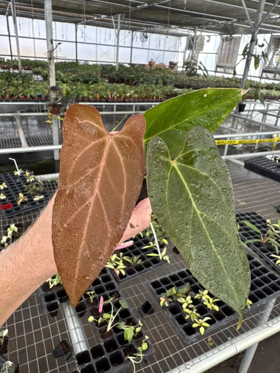 plant/Seed grown anthurium dark mama X legend starter plant growers choice-1