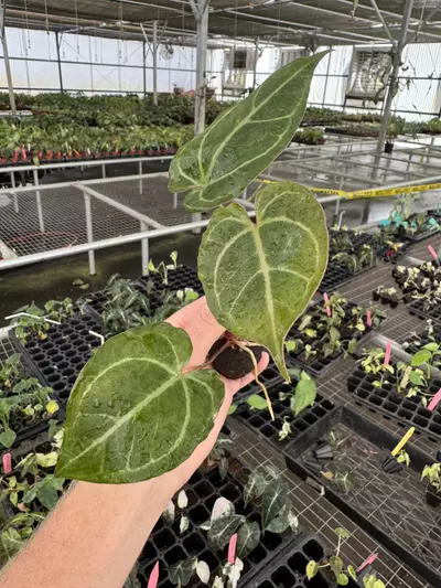 plant/Seed grown anthurium carla blackiae x legend starter plant growers choice-3-thumbnail