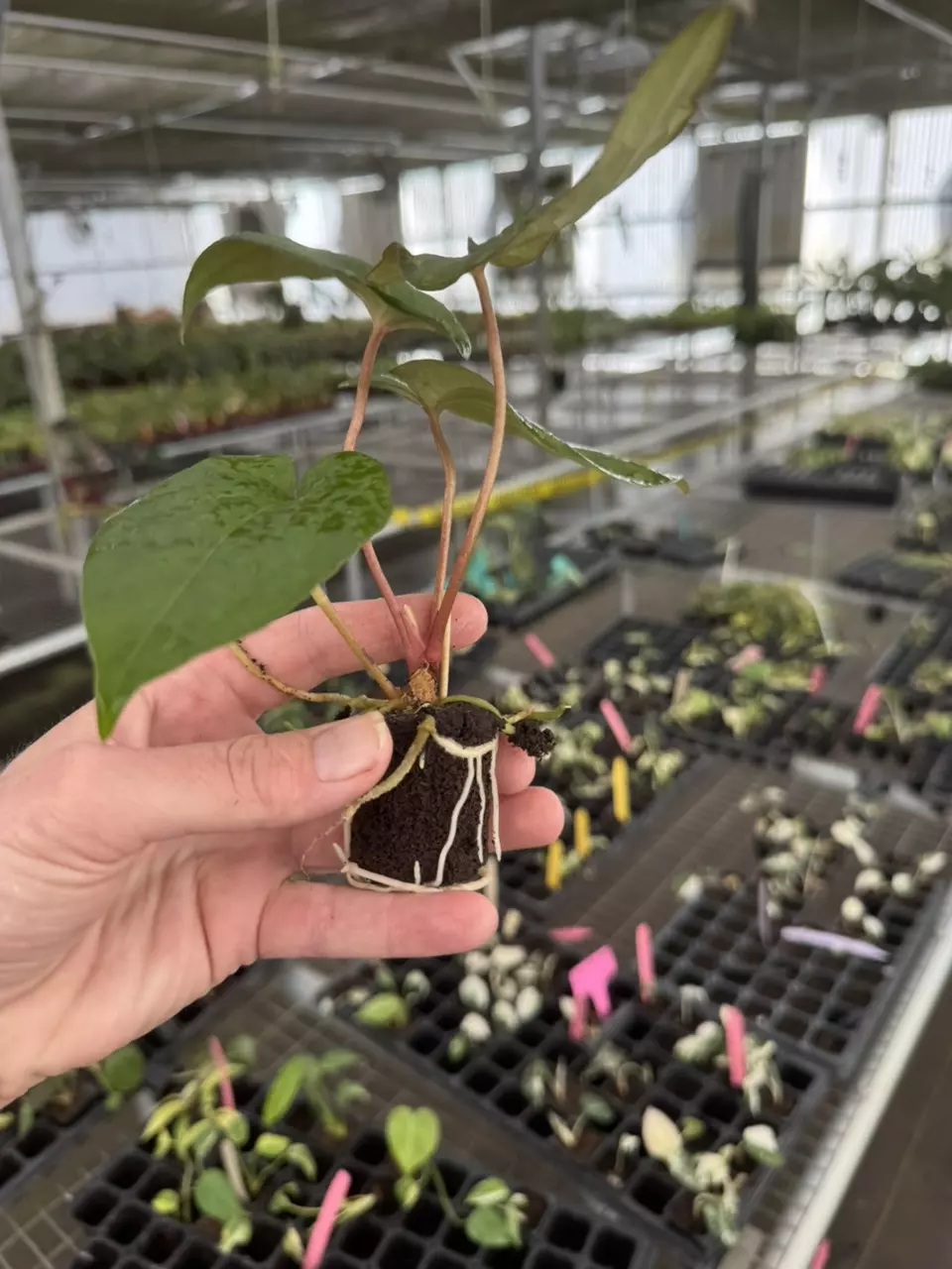 plant/Seed grown anthurium dorayaki mbr x papillilaminum starter plant growers choice-7