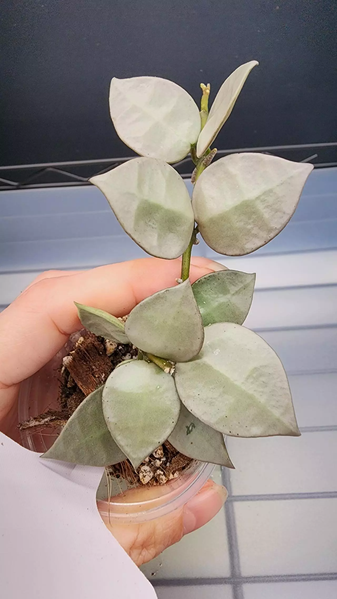 plant/Hoya Krohniana Super Silver-B-1