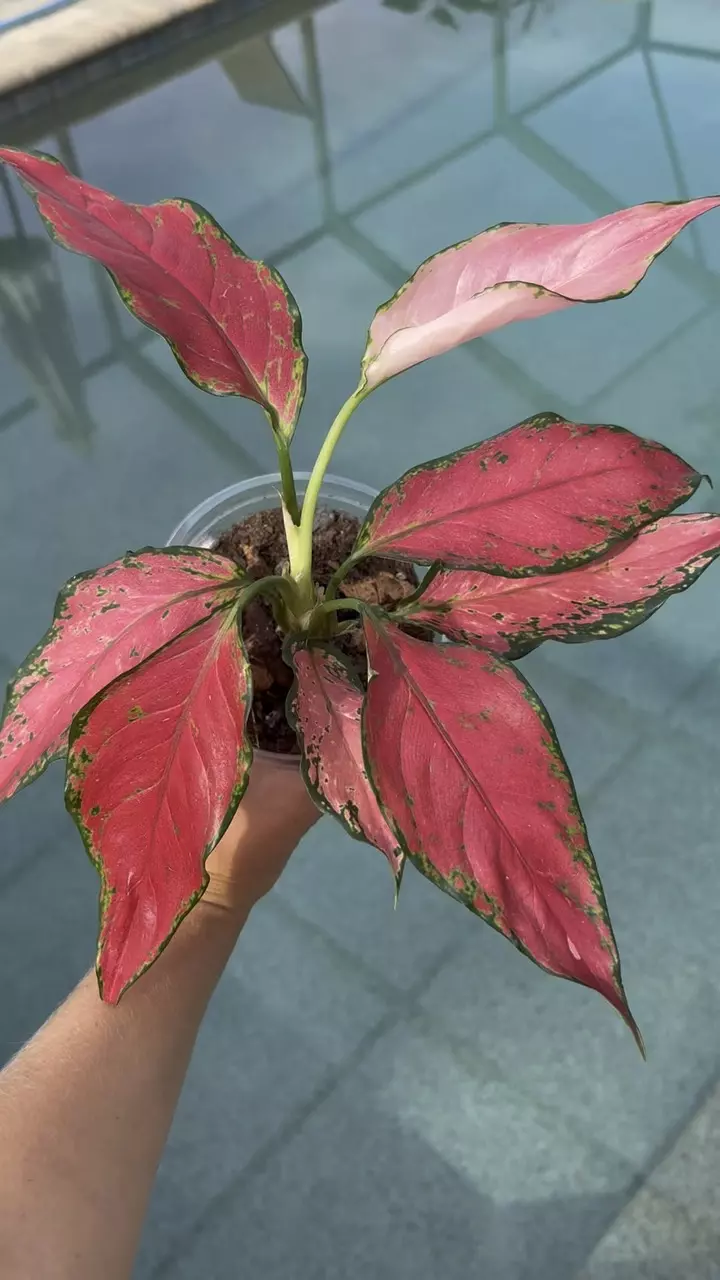plant/Aglaonema Beauty-1