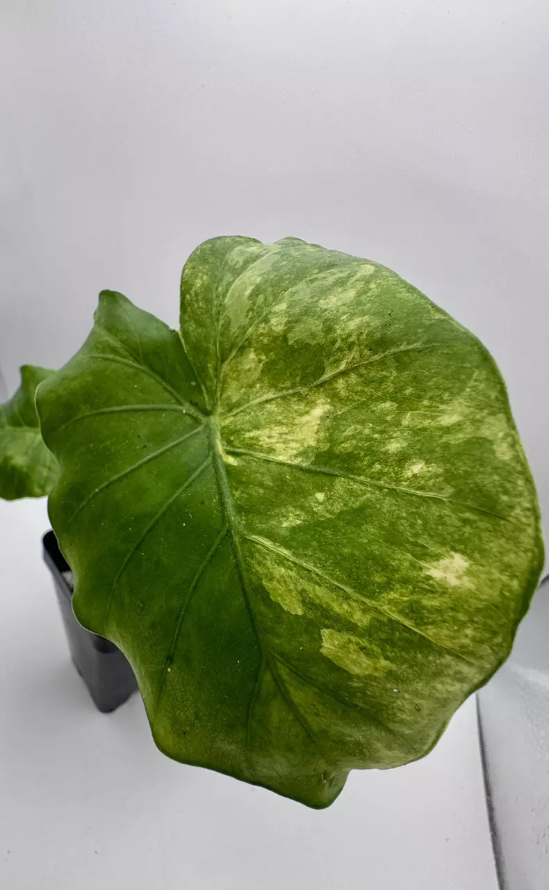 plant/Alocasia Gageana Aurea 0480-1