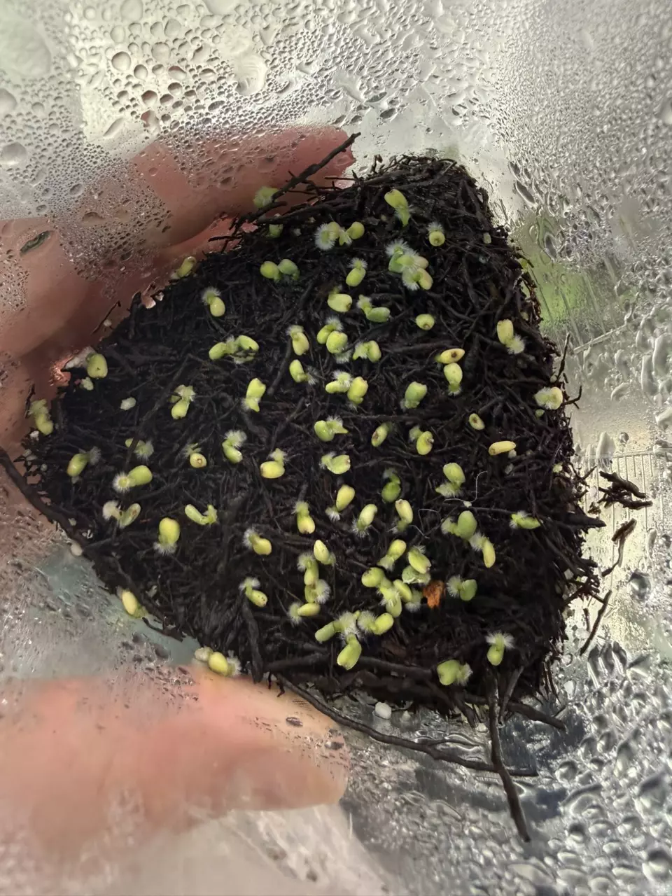 plant/✨NEW✨ (The Wall x Pap) x RA BVEP germinated seeds-2