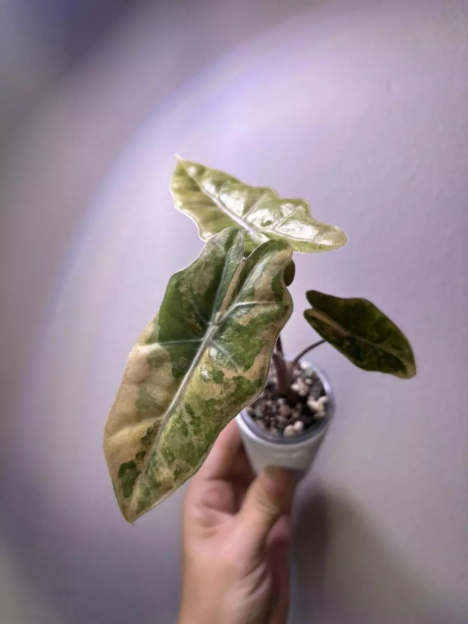 plant/✨Alocasia Pseudo Sanderiana Aurea✨-0