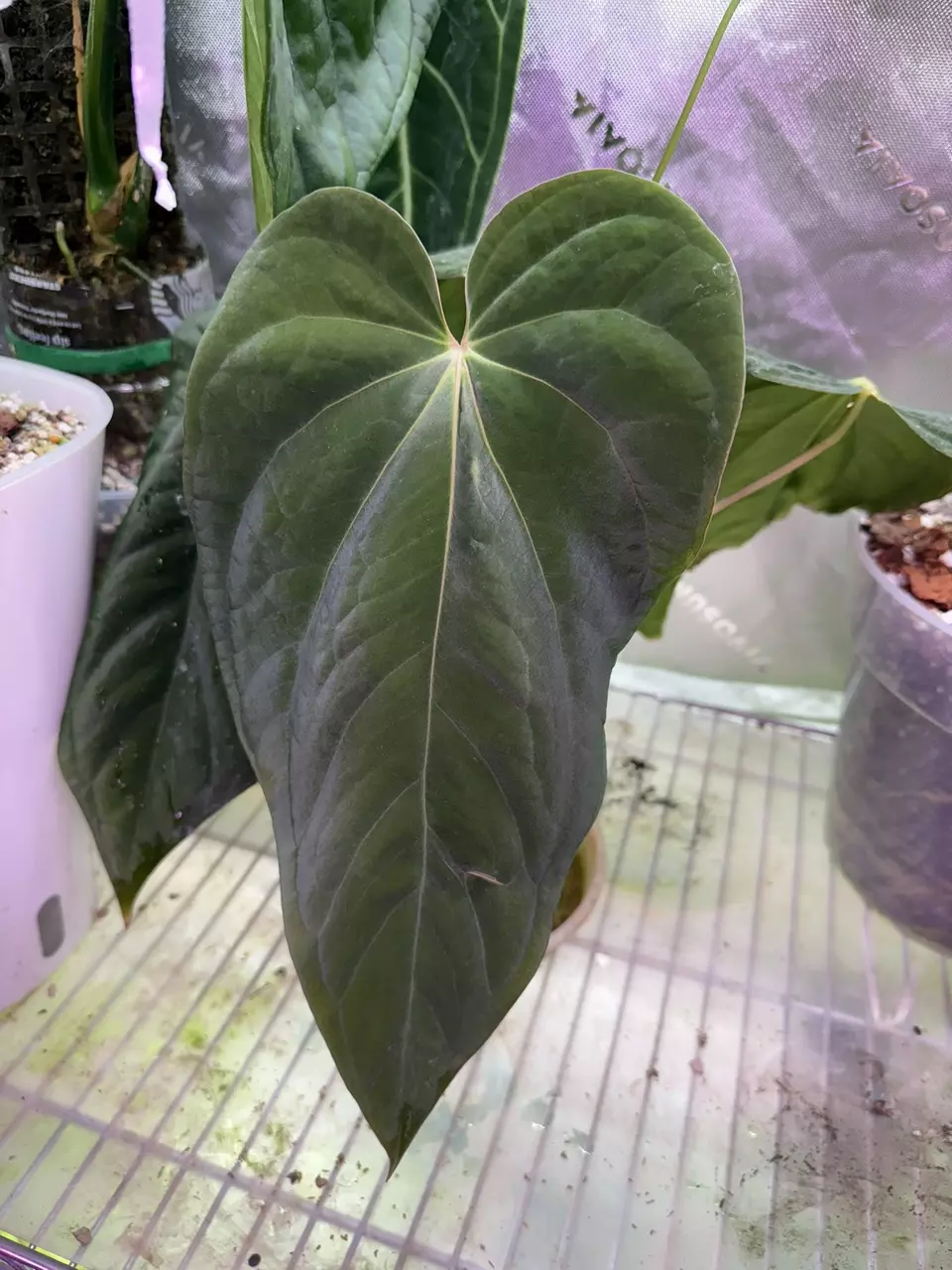 plant/✨NEW✨ (The Wall x Pap) x RA BVEP germinated seeds-1