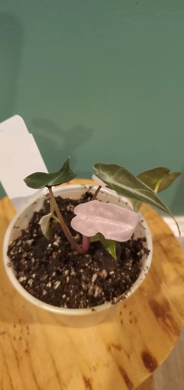 plant/Pink Bambino-1