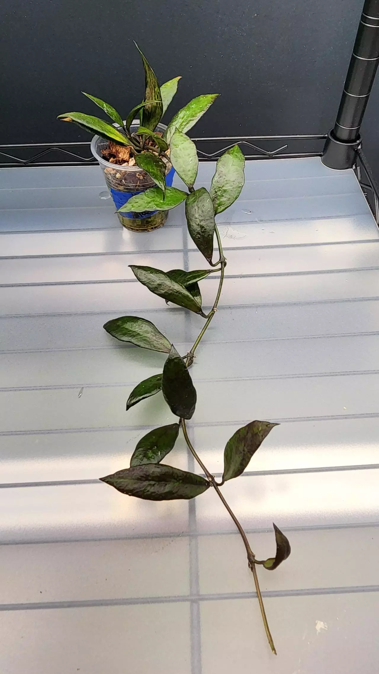 plant/Hoya Lacunosa Black Queen-J-0