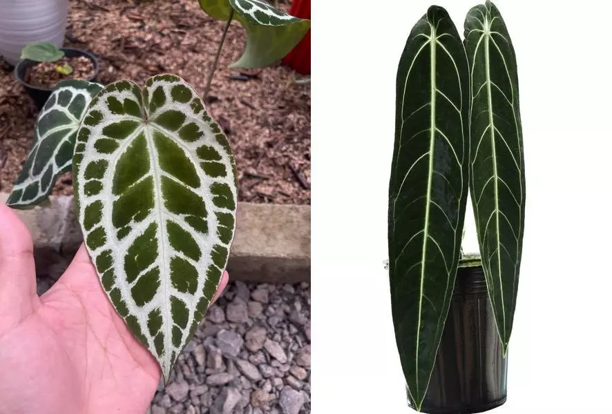 plant/Seed grown anthurium crystallinum silver narrow x Warocqueanum starter plant-0