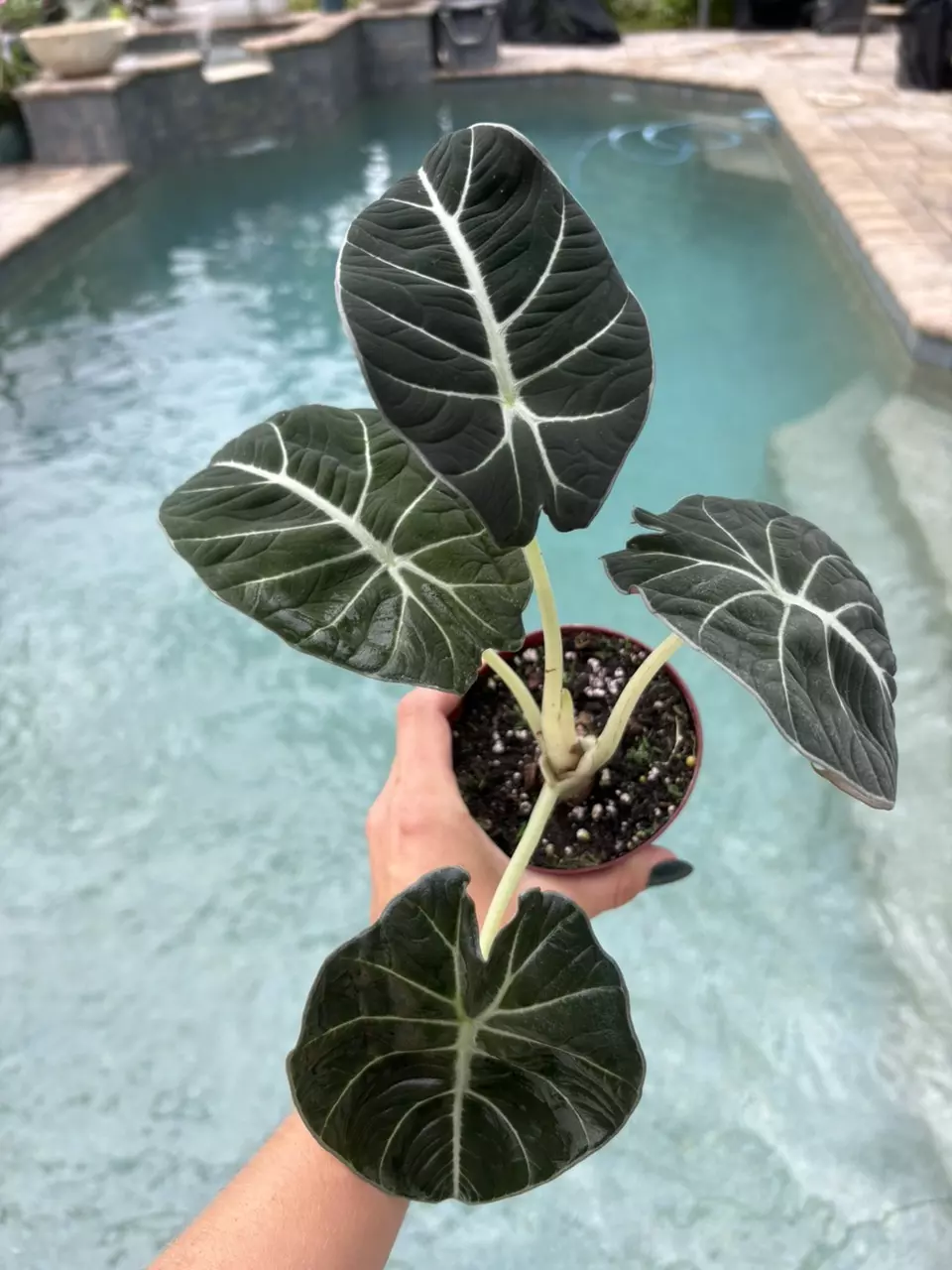 plant/Alocasia Black Velvet-0
