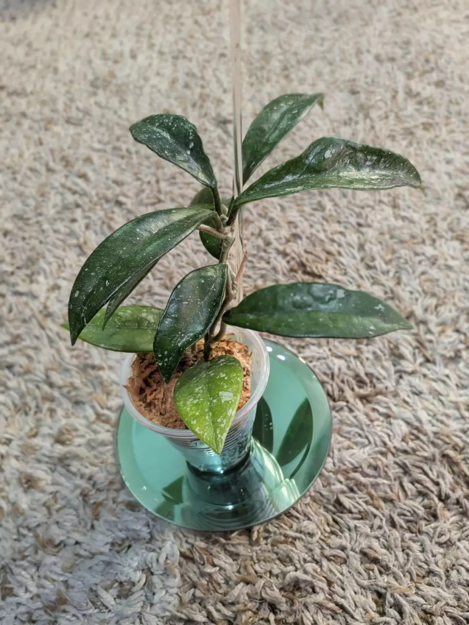 plant/Hoya Wilbur Graves China #188-1