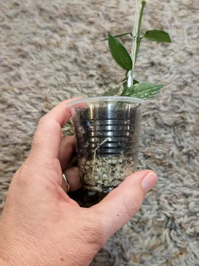 plant/Hoya Krohniana Splash #189-3-thumbnail