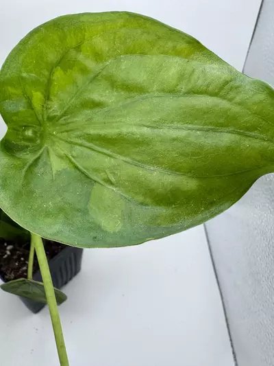 plant/Alocasia Cucullata variegated 0484-1-thumbnail