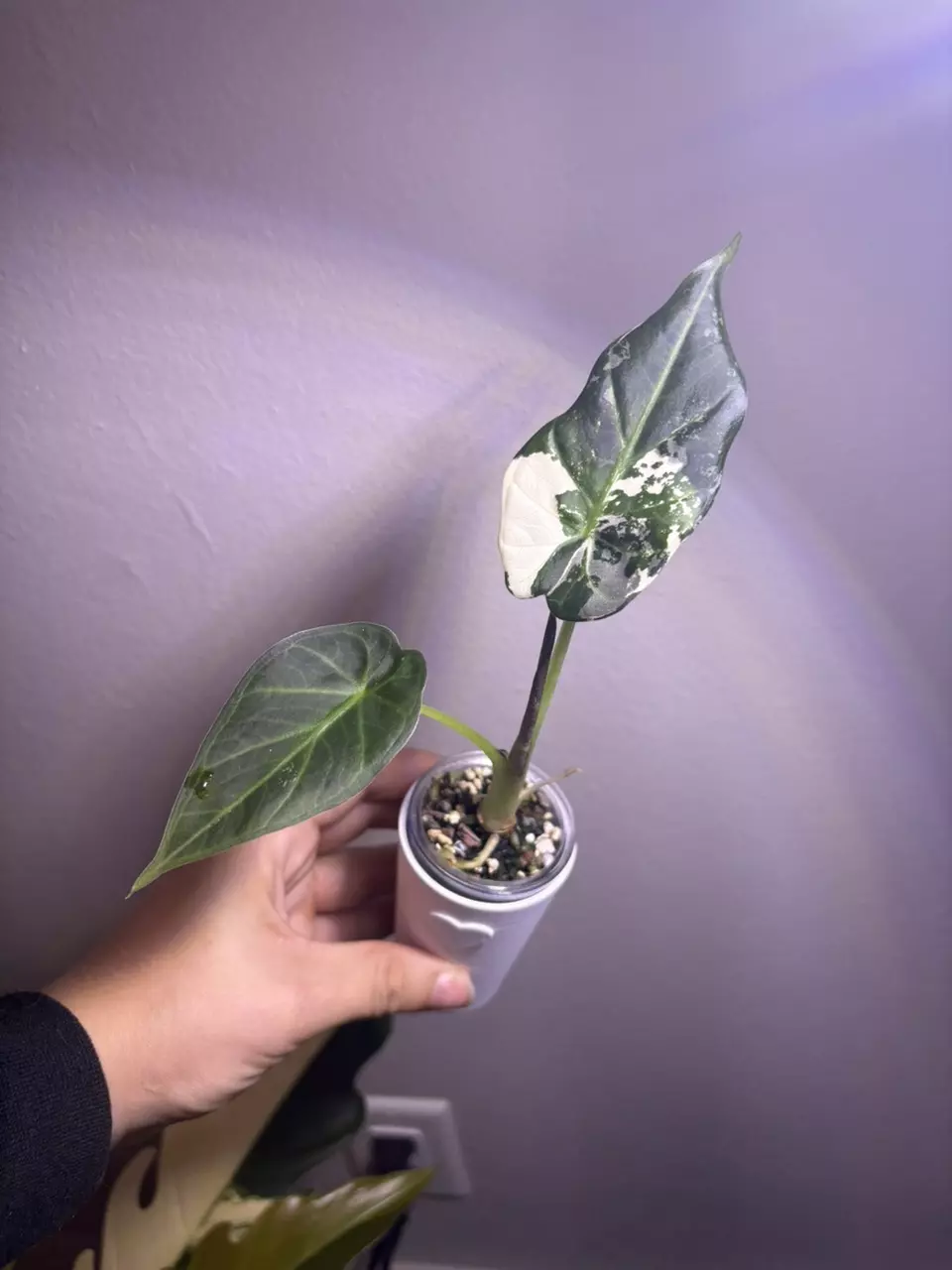 plant/✨Alocasia Regal Shield Albo/Pink/Purple✨-0