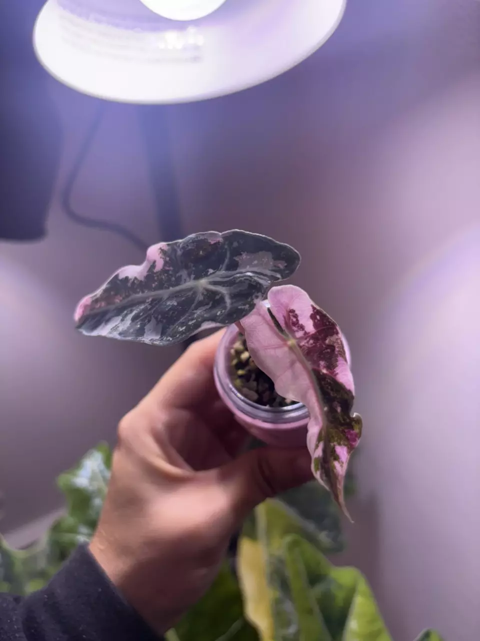 plant/✨Alocasia Pink Polly ✨-3