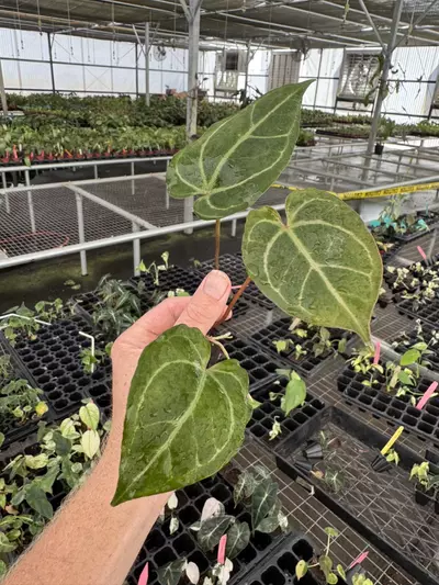 plant/Seed grown anthurium carla blackiae x legend starter plant growers choice-4-thumbnail