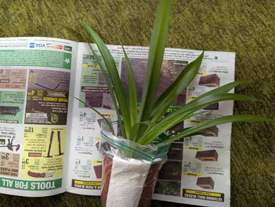 plant/💫 Shamrock Spider plant Includes heat pack 4 inch Spiderplant Free shipping-0-thumbnail