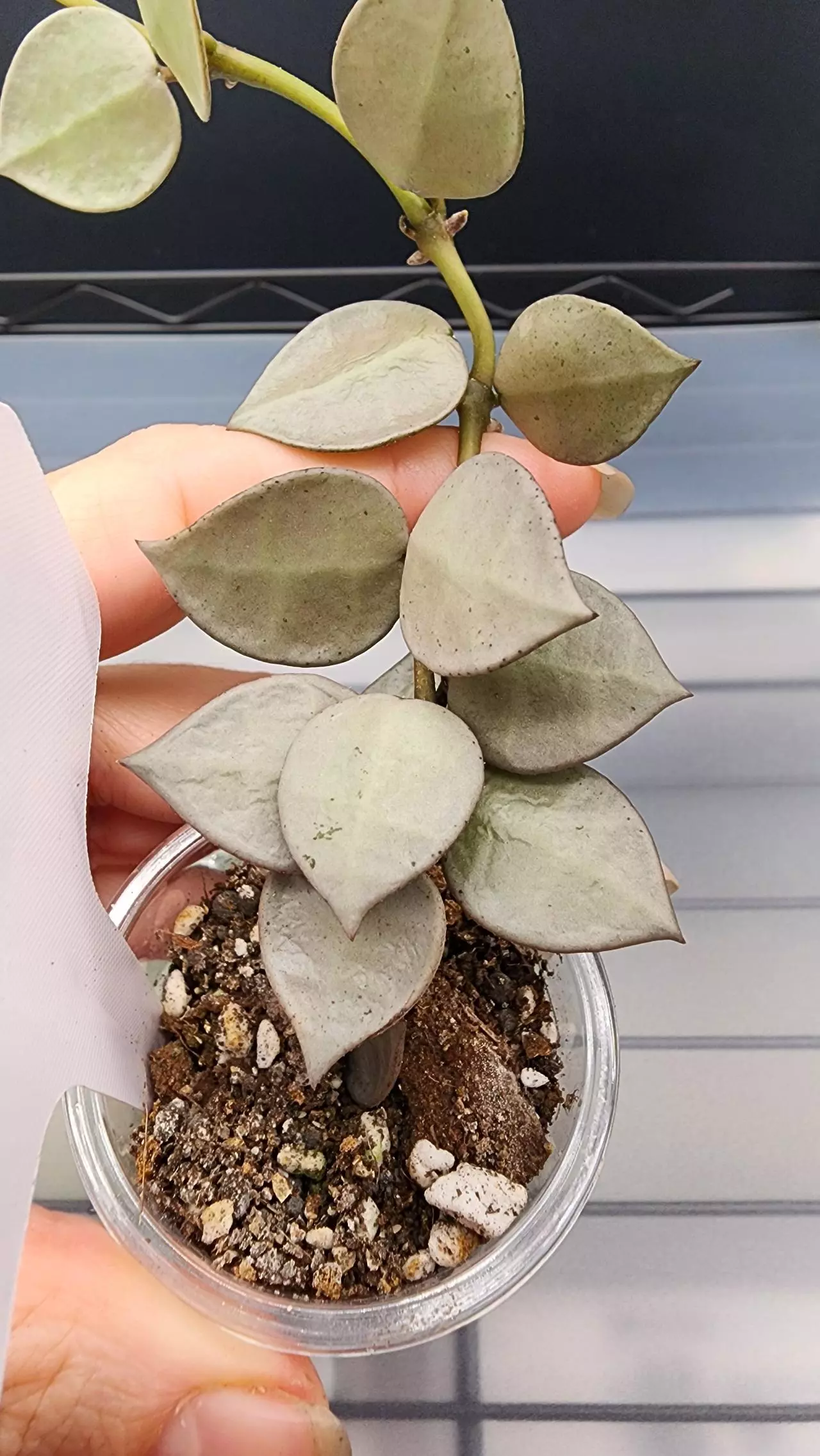 plant/Hoya Krohniana Super Silver-C-1