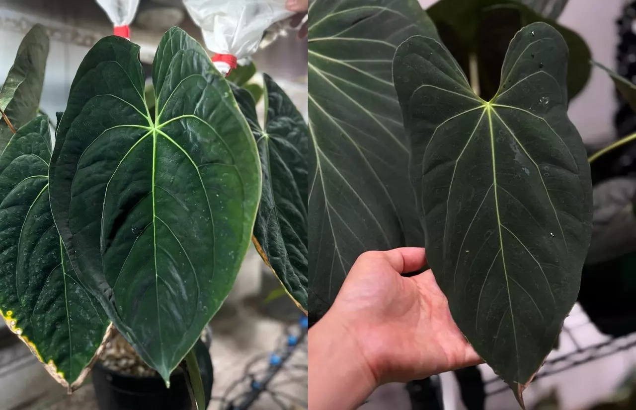 plant/Seed grown anthurium guna yala x legend starter plant growers-0