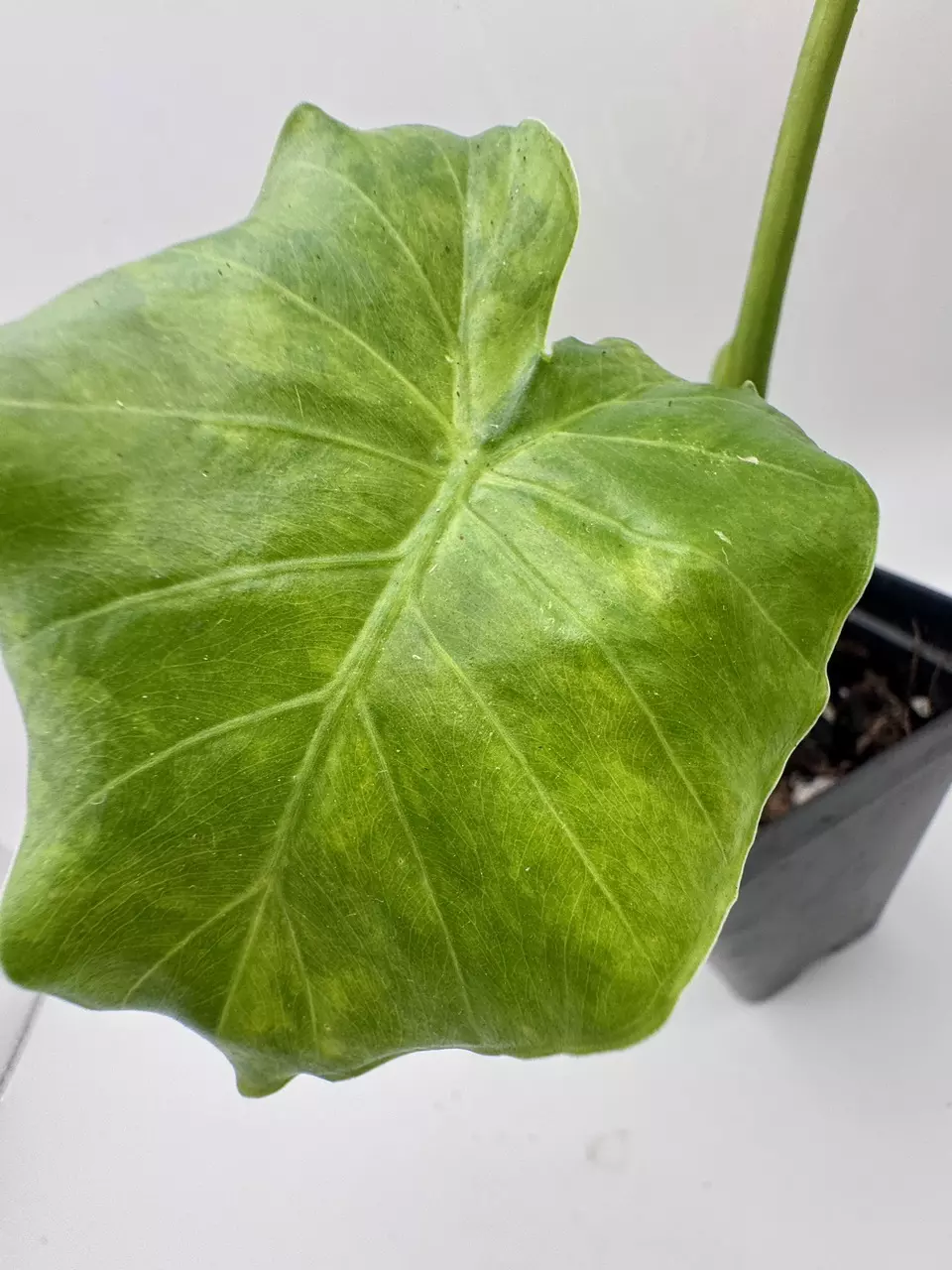 plant/Alocasia Gageana Aurea 0480-2