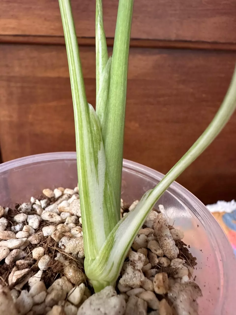 plant/Monstera Creme Brulee #0015-6