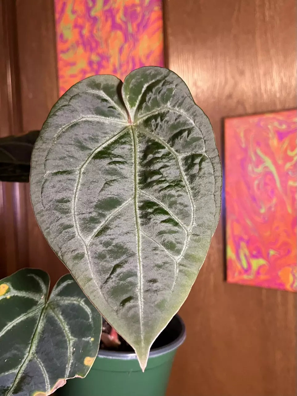 plant/Ace of Velvet (AOS self) x Ace of Purple F1-1