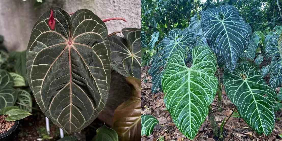 plant/Seed grown anthurium red gunsal x regale starter plant growers-0