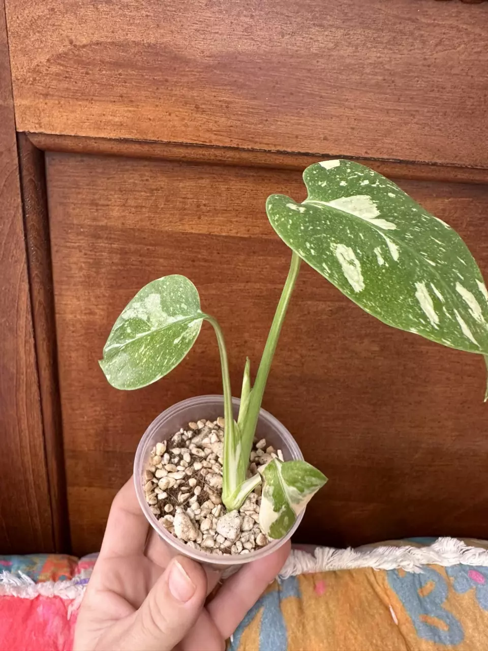 plant/Monstera Creme Brulee #0015-0
