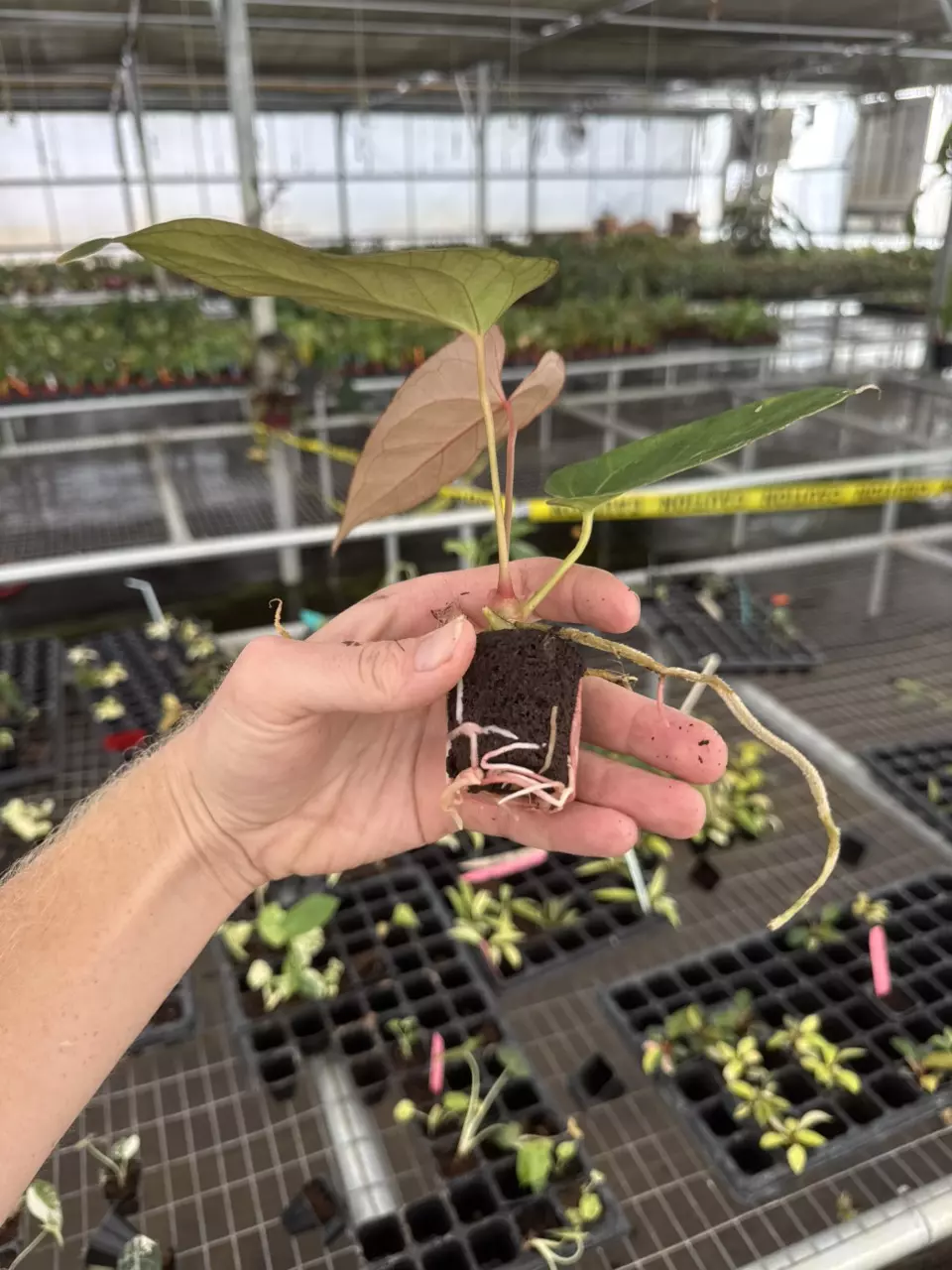 plant/Seed grown anthurium dark mama X legend starter plant growers choice-7