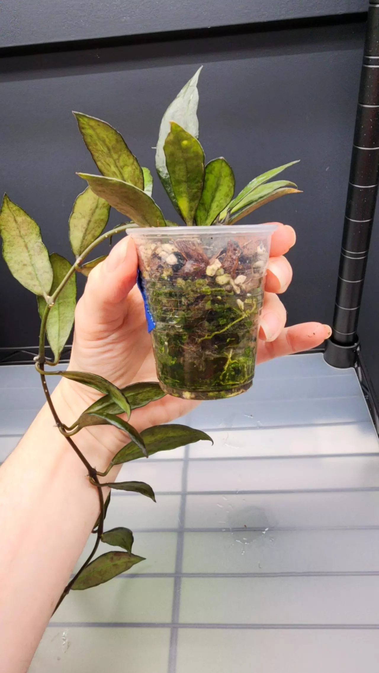 plant/Hoya Lacunosa Black Queen-J-3