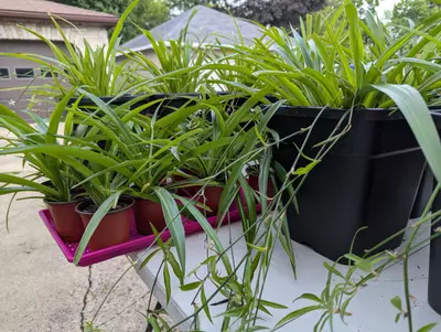 plant/💫 Shamrock Spider plant Includes heat pack 4 inch Spiderplant Free shipping-6-thumbnail