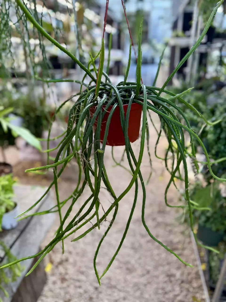 plant/6” large Moonlight Cactus (lovers choice)-0