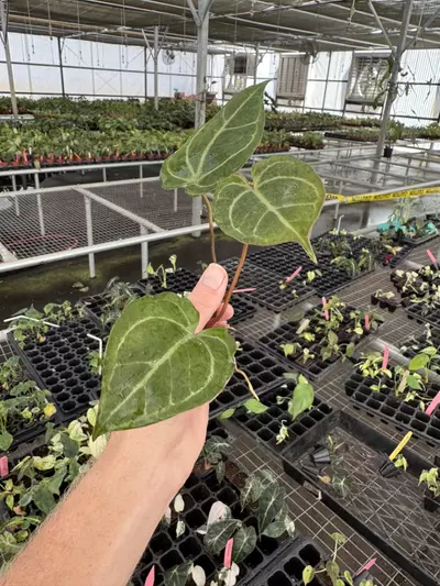 plant/Seed grown anthurium carla blackiae x legend starter plant growers choice-5-thumbnail