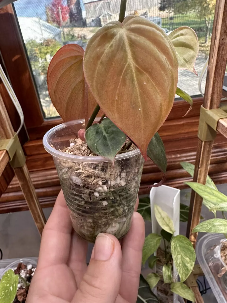 plant/Micans aurea revert #0013-1