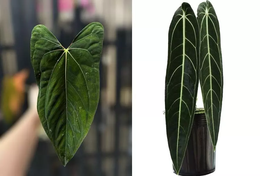 plant/Seed grown anthurium fort Sherman x Warocqueanum starter plant growers choice-0