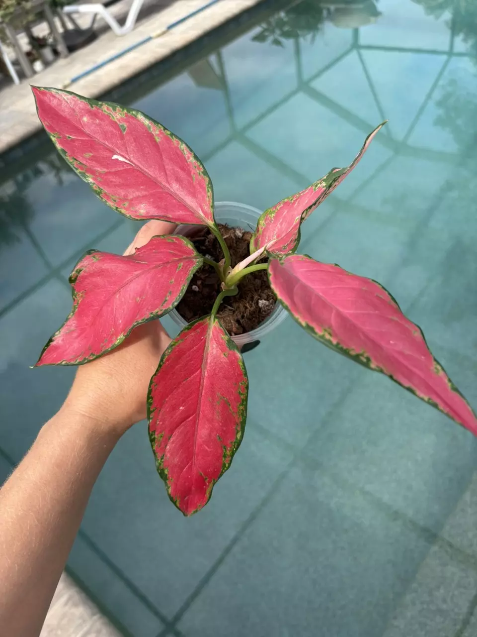 plant/Aglaonema Beauty-0