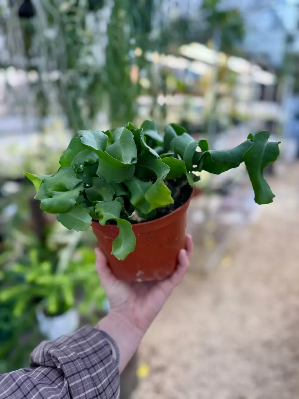 plant/6” Curly Sue Cactus (lovers choice)-1
