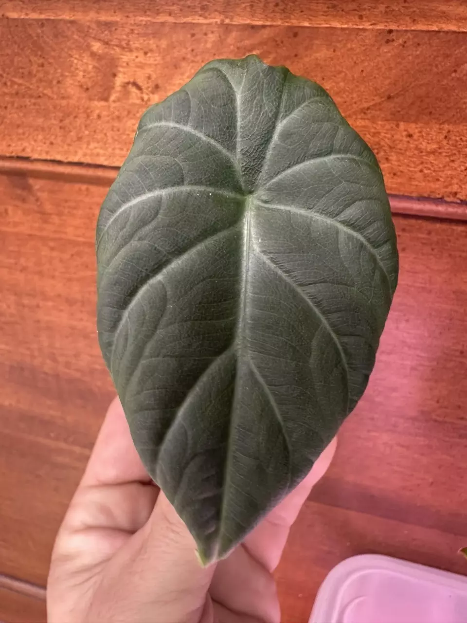 plant/Alocasia Maharani-0