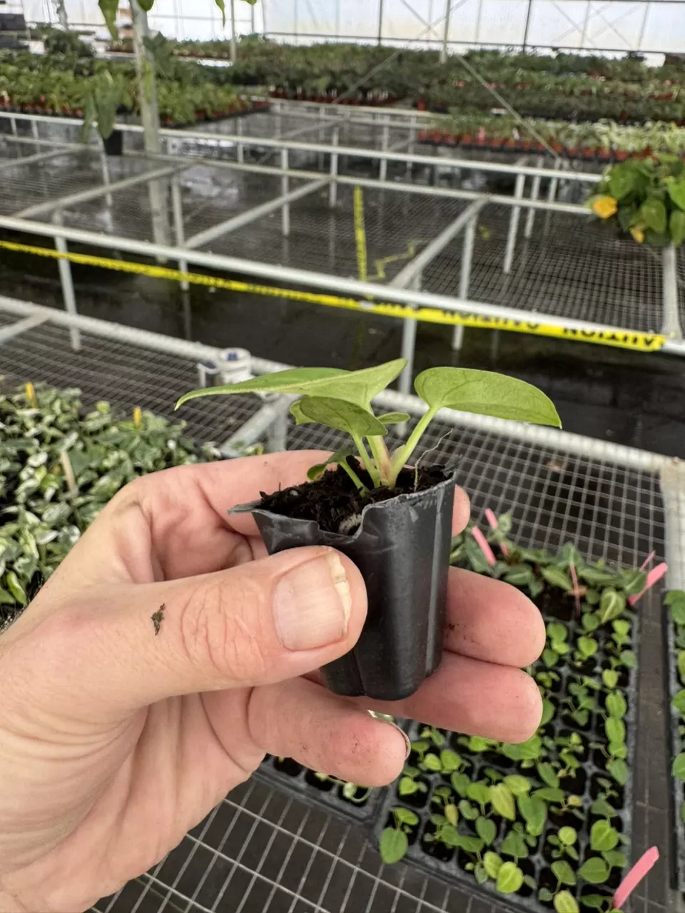 plant/Anthurium king of spades starter plant growers choice-7