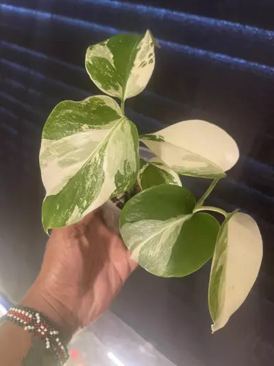 plant/Monstera Albo-1-thumbnail