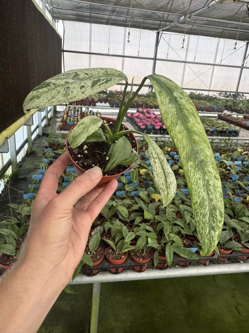 plant/Epipremnum Giganteum tricolor 4” pot growers choice-1