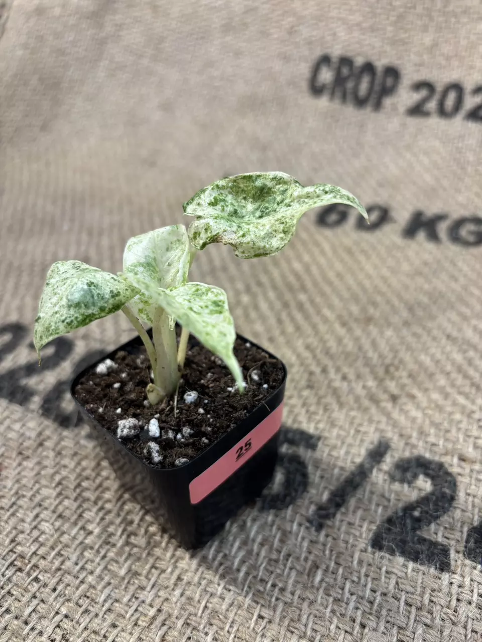 plant/Alocasia Odora Batik-0