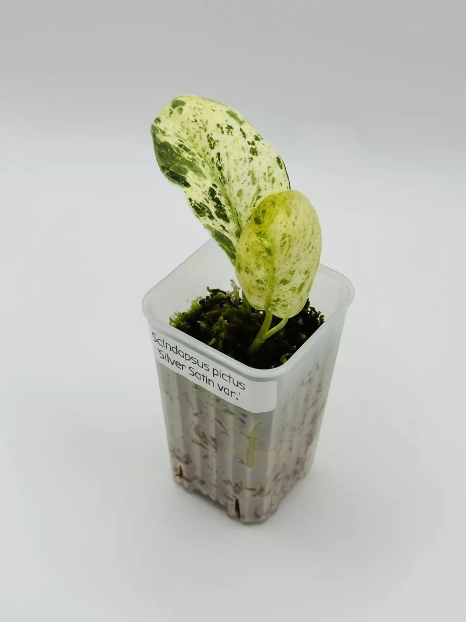 plant/Scindapsus pictus ‘Silver Satin variegated’-0