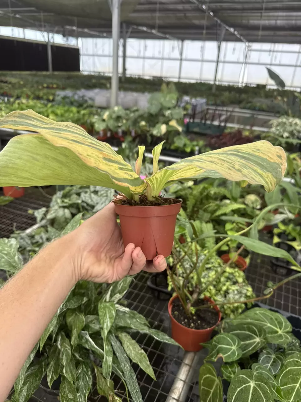 plant/Kaempferia cobra lime 4” pot growers choice-6